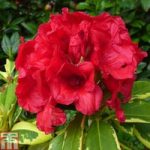 Rhododendron ‘Red and Gold’