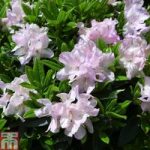 Rhododendron ‘Robert Seleger’