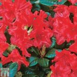 Rhododendron ‘Scarlet Wonder’