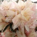 Rhododendron ‘Strawberry Cream’