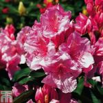 Rhododendron ‘Anna Rose Whitney’