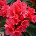 Rhododendron ‘Cary Ann’