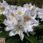 Rhododendron ‘Cunningham’s White’