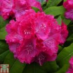 Rhododendron ‘Germania’
