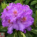 Rhododendron ‘Goldflimmer’