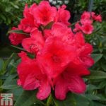 Rhododendron ‘Mayor Johnson’