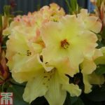 Rhododendron ‘Nancy Evans’