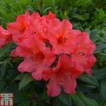 Rhododendron ‘Tortoiseshell Wonder’
