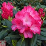 Rhododendron ‘Fantastica’