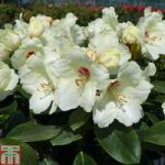 Rhododendron ‘Flava’