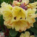 Rhododendron ‘Golden Wedding’