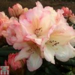 Rhododendron ‘Grumpy’