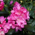 Rhododendron ‘Kalinka’