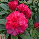 Rhododendron ‘Red Dawn’