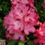 Rhododendron ‘Sneezy’