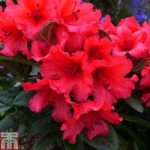 Rhododendron ‘Titian Beauty’