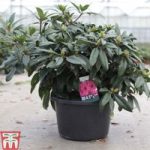 Rhododendron ‘Marie Fortie’