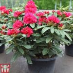 Rhododendron ‘Wilgen’s Ruby’