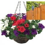 Petunia Surfinia Classic 2 Pre-Planted Rattan Hanging Baskets And Pulleys