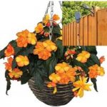 Begonia Apricot Sparkle Trailing 2 Pre-Planted Rattan Hanging Baskets And Pulleys