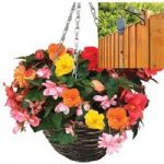 Begonia Sparkle Trailing Mix 2 Pre-Planted Rattan Hanging Baskets And Pulleys