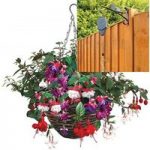Fuchsia (Trailing) 2 Pre-Planted Rattan Hanging Baskets And Pulleys