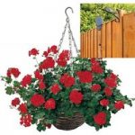 Trailing Red Geranium 2 Pre-Planted Rattan H/Baskets with Pulleys