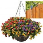 Petunia Trillion Bells Carnival Mix 2 Pre-Planted Rattan Hanging Baskets And Pulleys