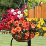 Portulaca Lazy Days 2 Pre-Planted Rattan H/Baskets with Pulleys