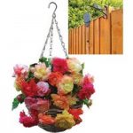 Splendide Mixed Begonias 2 Pre-Planted Rattan H/Baskets with Pulleys