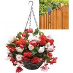 Begonia Odorata Mix 2 Pre-Planted Rattan H/Baskets with Pulleys