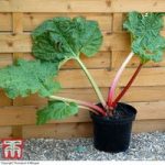 Rhubarb ‘Thompson’s Terrifically Tasty’ (Spring/Autumn Planting)