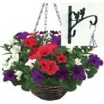 Petunia Surfinia Classic 2 Pre-Planted Rattan Hanging Baskets And Wall Brackets