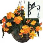 Begonia Apricot Sparkle Trailing 2 Pre-Planted Rattan Hanging Baskets And Wall Brackets
