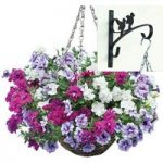 Petunia Tumbelina Scented Trailing Mix 2 Pre-Planted Rattan Hanging Baskets And Wall Brackets