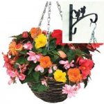 Begonia Sparkle Trailing Mix 2 Pre-Planted Rattan Hanging Baskets And Wall Brackets