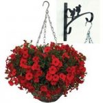 Petunia Surfinia Classic Dark Red 2 Pre-Planted Rattan H/Baskets with Wall Brackets