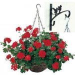 Trailing Red Geranium 2 Pre-Planted Rattan H/Baskets with Wall Brackets