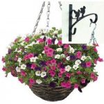 Petunia Trillion Bells Celebration Mix 2 Pre-Planted Rattan Hanging Baskets And Wall Brackets