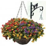 Petunia Trillion Bells Carnival Mix 2 Pre-Planted Rattan Hanging Baskets And Wall Brackets