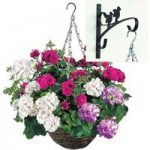 Mixed Trailing Geranium Cerise Tint 2 Pre-Planted Rattan H/Baskets with Wall Brackets