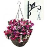 Sweet Pea Sugar and Spice 2 Pre-Planted Rattan H/Baskets with Wall Brackets