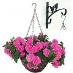 Petunia Tumbelina Scented Dark Pink 2 Pre-Planted Rattan Hanging Baskets And Wall Brackets