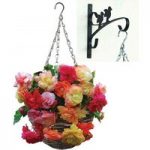 Splendide Mixed Begonias 2 Pre-Planted Rattan H/Baskets with Wall Brackets