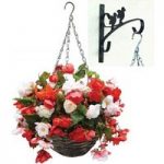 Begonia Odorata Mix 2 Pre-Planted Rattan H/Baskets with Wall Brackets