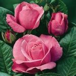 Hybrid Tea Rose Sabina 1 Plant Bare Root