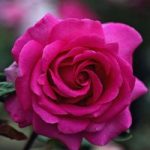 Rose ‘Gloriana’ (Miniature Climbing Rose)