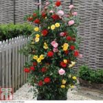 Rose ‘3-in-1’ Collection (Climbing Rose)