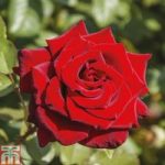 Rose ‘Love Knot’ (Climbing Rose)