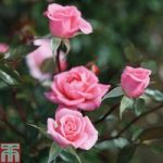 Rose ‘Star Performer’ (Climbing Rose)